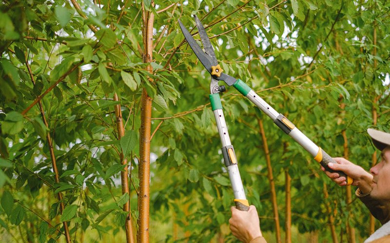 Tree trimming in Fort Dodge, KS